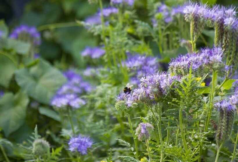 Bed and Breakfast Magpies Lodge