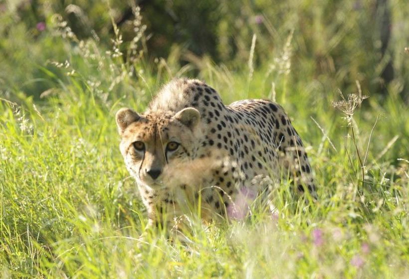 Отель Bear Lodge   Glamping