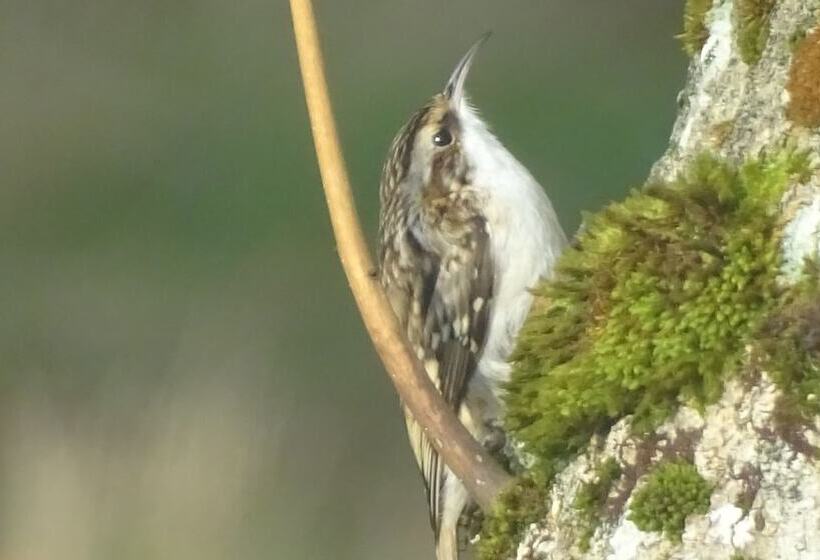 Пансион Llwyn Onn Guest House, North Wales