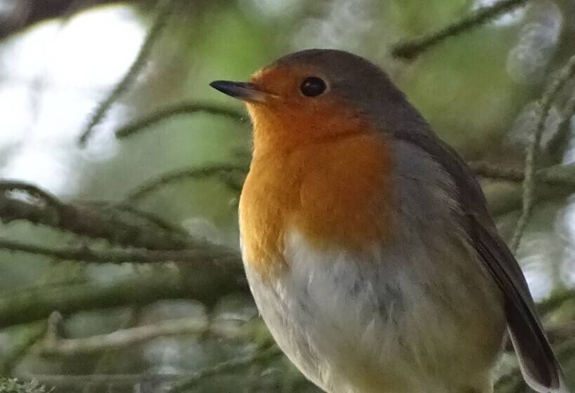 Пансион Llwyn Onn Guest House, North Wales