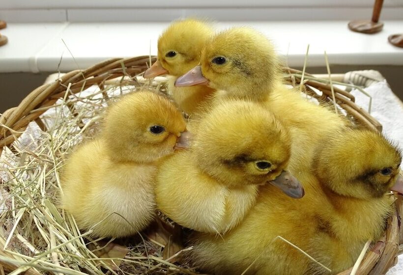 Пансион Llwyn Onn Guest House, North Wales