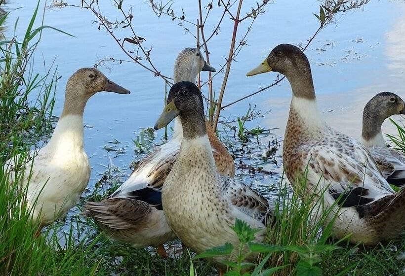 Пансион Llwyn Onn Guest House, North Wales