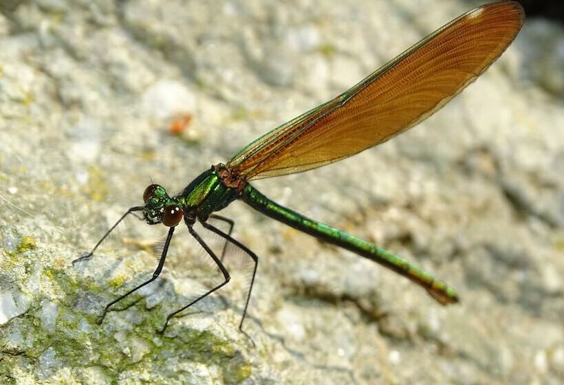 Пансион Llwyn Onn Guest House, North Wales