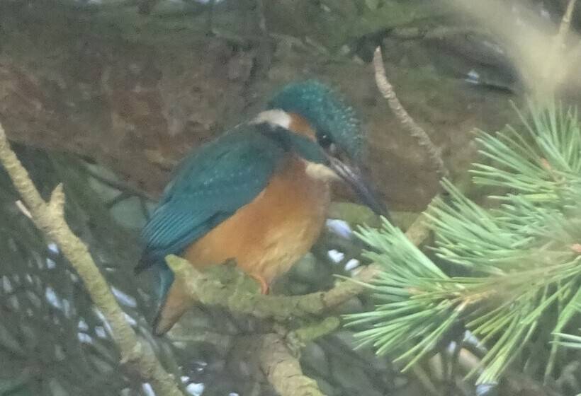 ペンション Llwyn Onn Guest House, North Wales