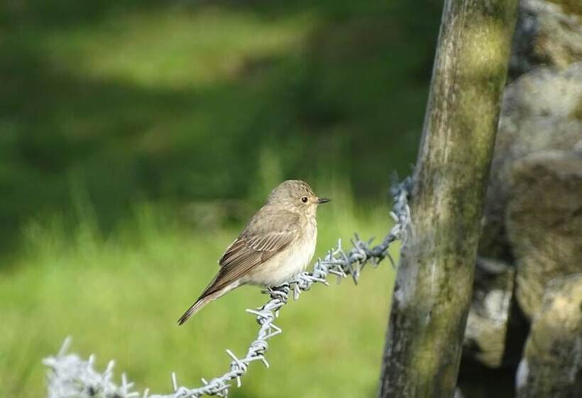 Пансион Llwyn Onn Guest House, North Wales