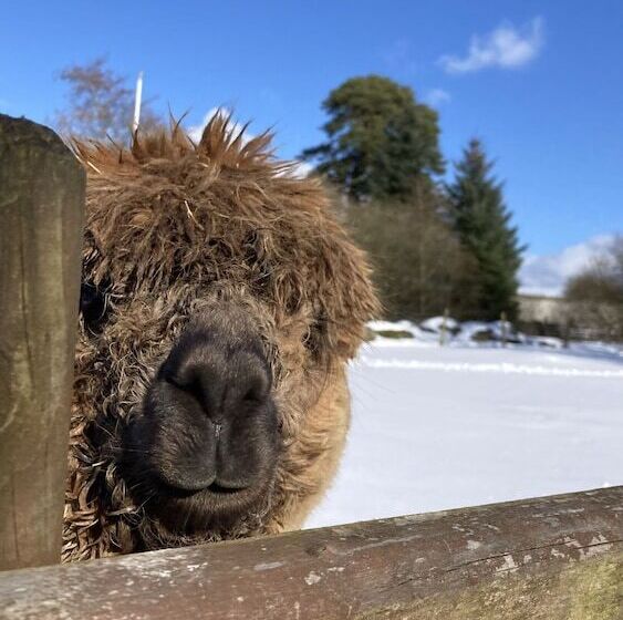 Пансион Llwyn Onn Guest House, North Wales