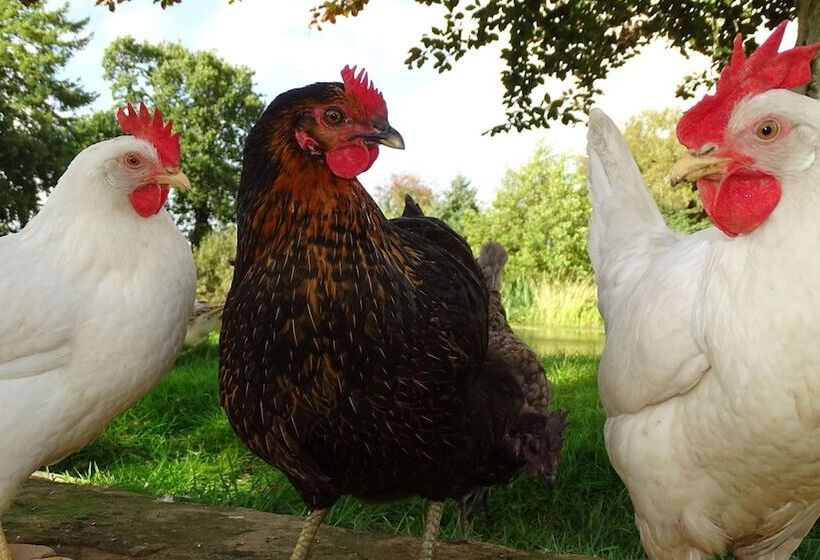 Пансион Llwyn Onn Guest House, North Wales