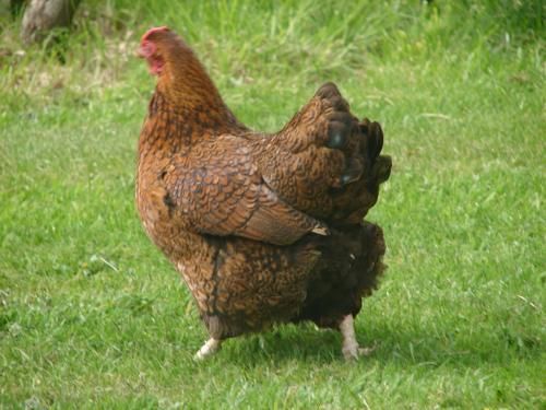 膳宿费 Stoney Ridge