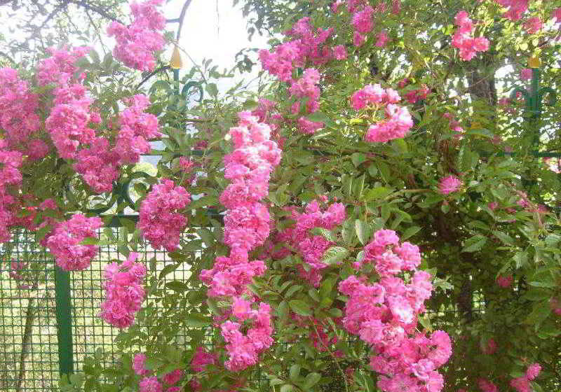 酒店 Casanova Inn Boutique