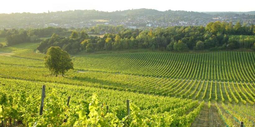 בית מלון כפרי Denbies Vineyard