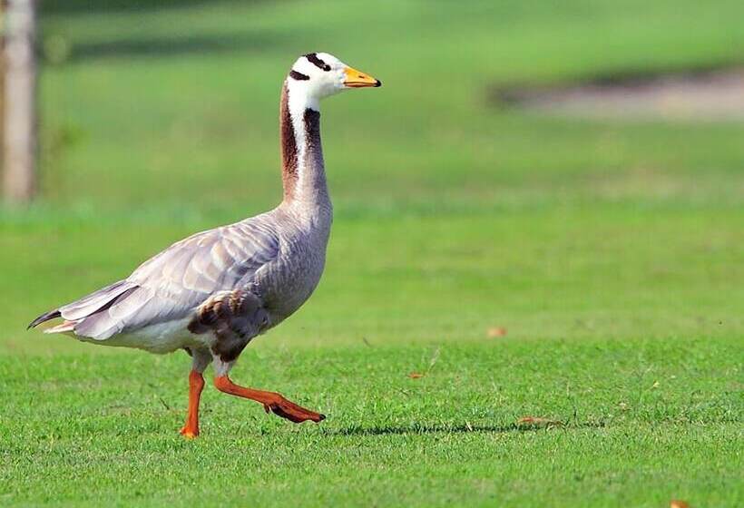 فندق Relais Golf Padova