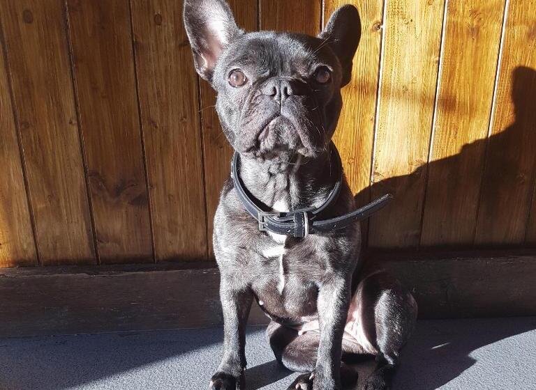 בית מלון כפרי South Causey Inn