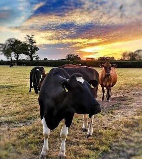 New Farm Cheshire B&b