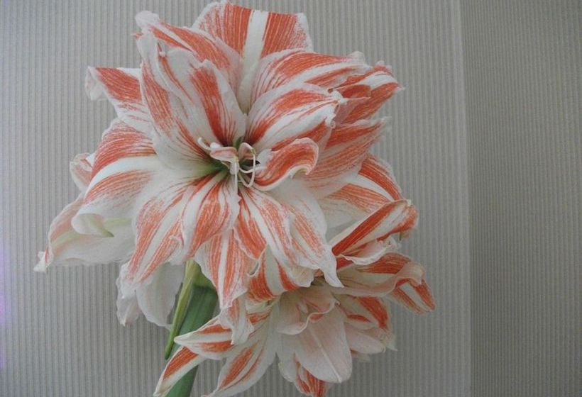 ペンション Amber House