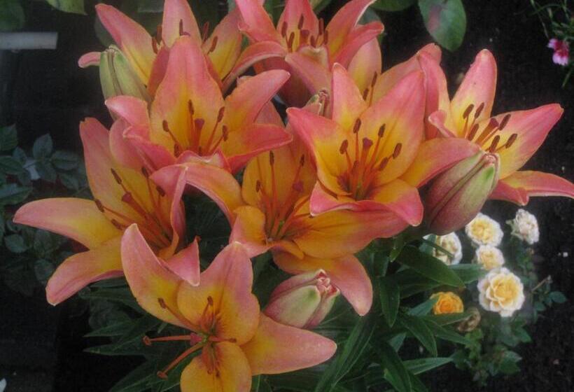 膳宿费 Penryn Guest House, Ensuite Rooms, Free Parking And Free Wifi