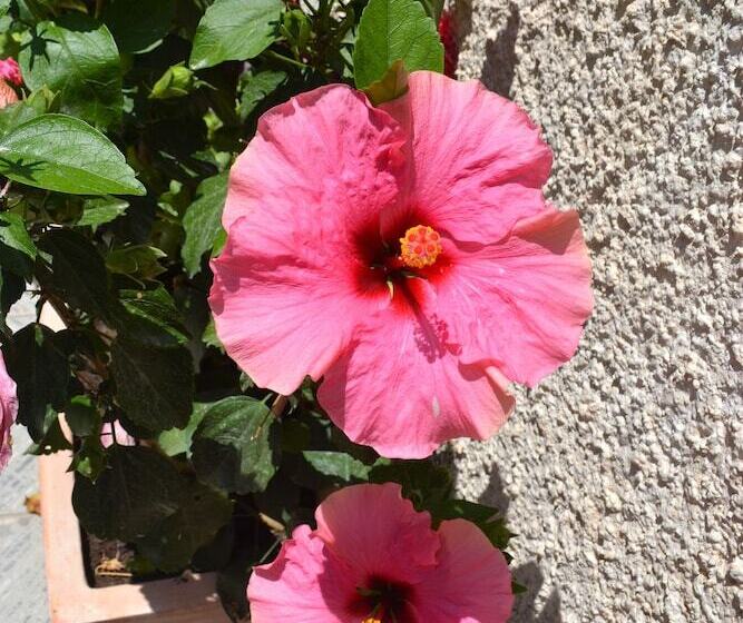 Пансион Twin House