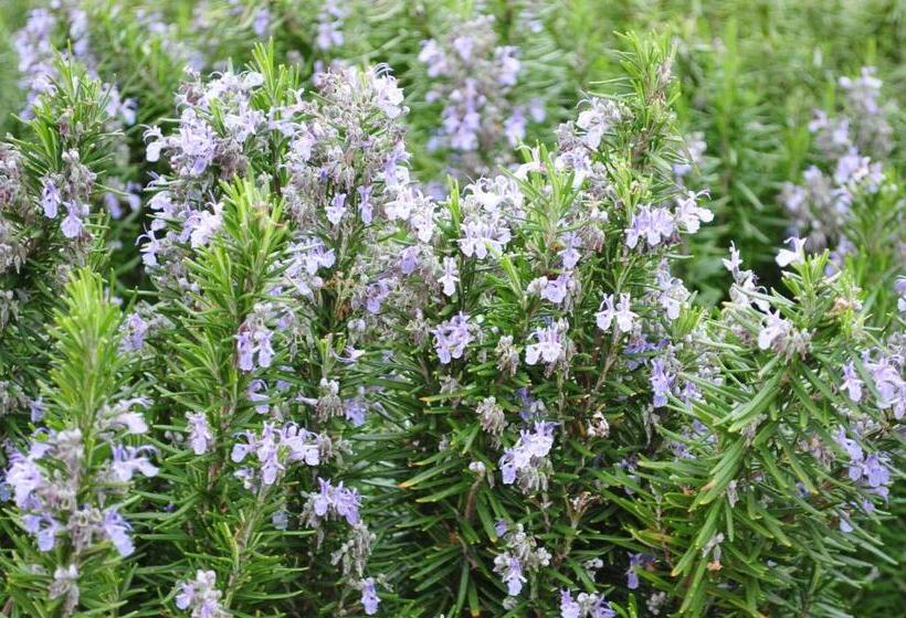 Отель Dendrolivano