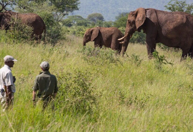 فندق Elewana Tarangire Treetops