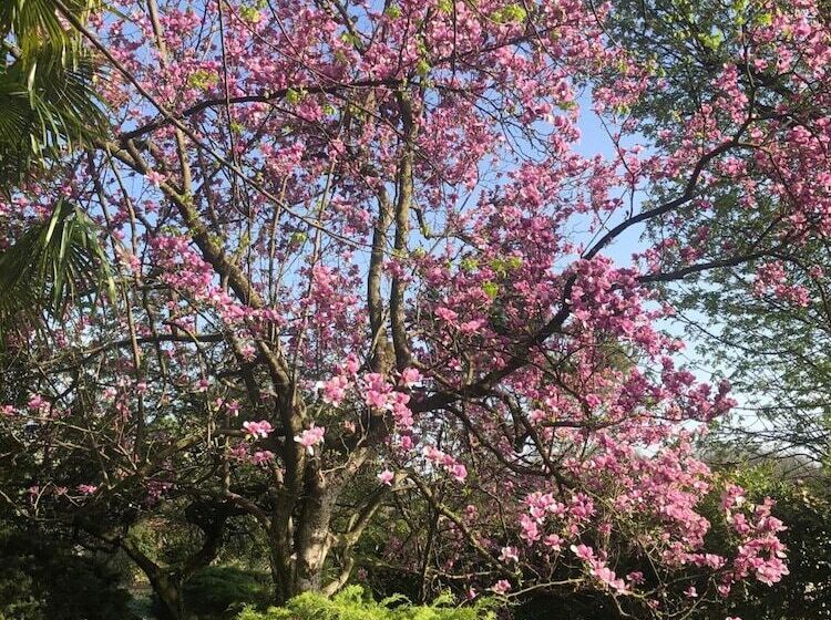 B&b Il Pioppo Antico