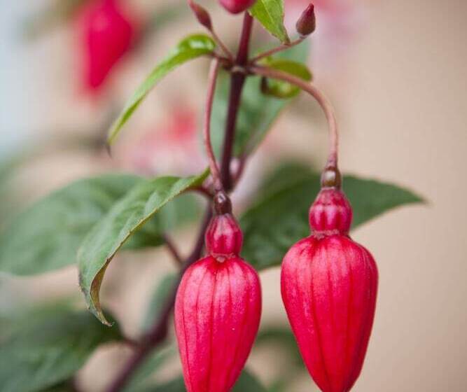 162 Kings Of Riccarton Motel