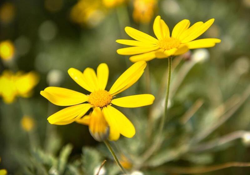 Craicor Boutique Apartments