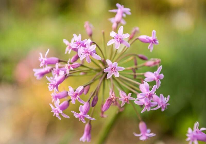 Craicor Boutique Apartments