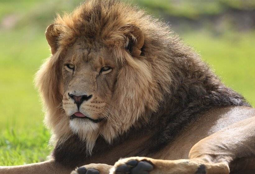 فندق Lionsrock Big Cat Sanctuary