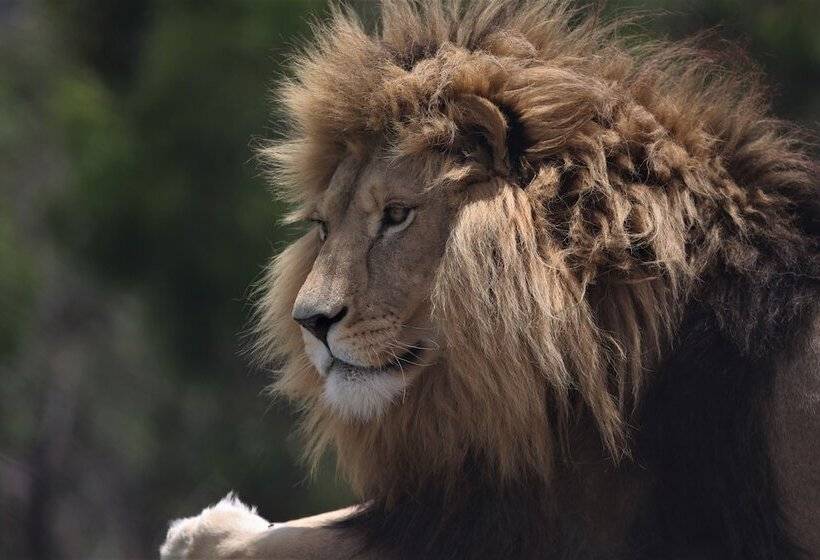 فندق Lionsrock Big Cat Sanctuary