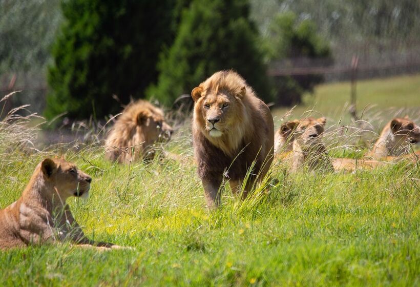 فندق Lionsrock Big Cat Sanctuary