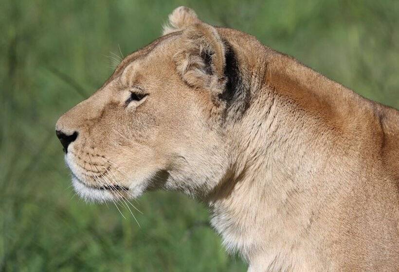 فندق Lionsrock Big Cat Sanctuary