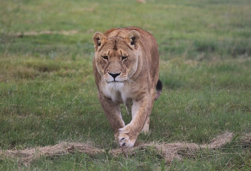 فندق Lionsrock Big Cat Sanctuary