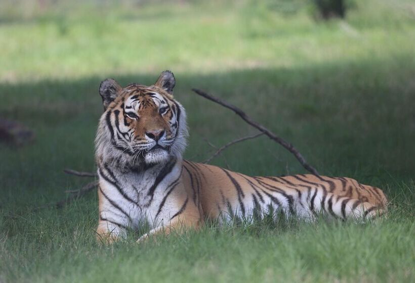 فندق Lionsrock Big Cat Sanctuary