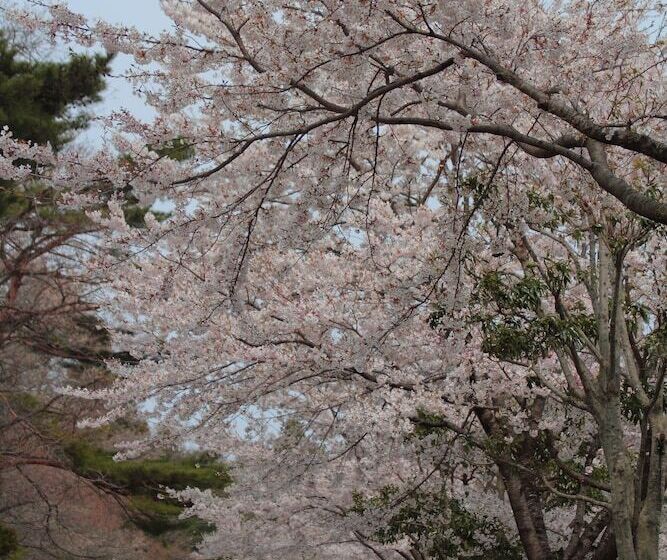 בית מלון כפרי Scotch Court