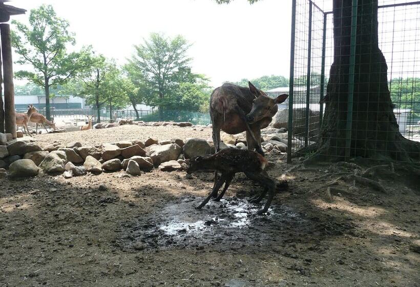 בית מלון כפרי Scotch Court