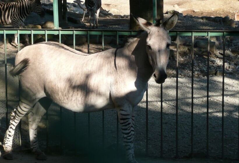 בית מלון כפרי Scotch Court