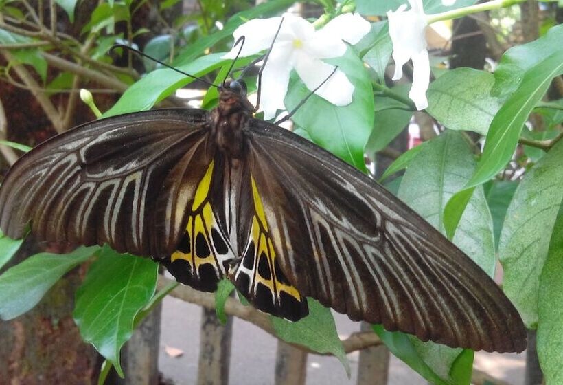 פנסיון Goa Velha Guest House