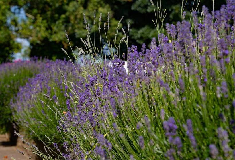 بنسيون The Briers Country House