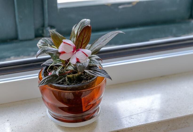 Studio Apartments Stradun