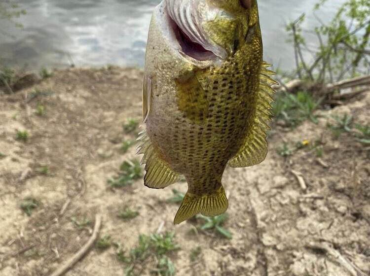 צימר The Sanctuary On Huron River