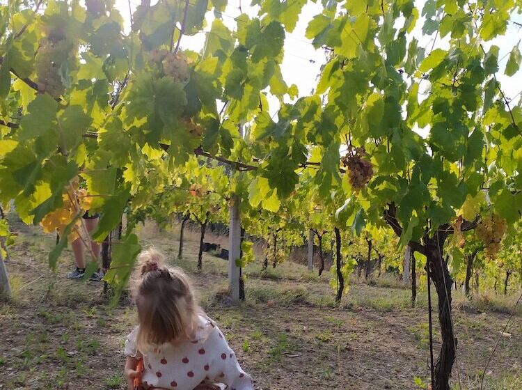 Glamping At An Agriturismo In The Vineyard