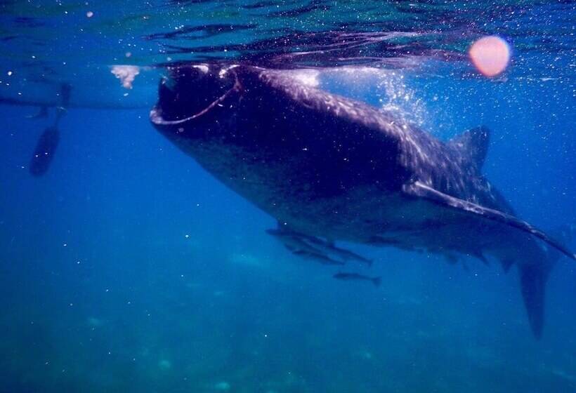 Отель Carolina Del Mar