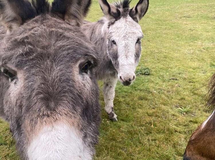 Отель Heywood Glamping