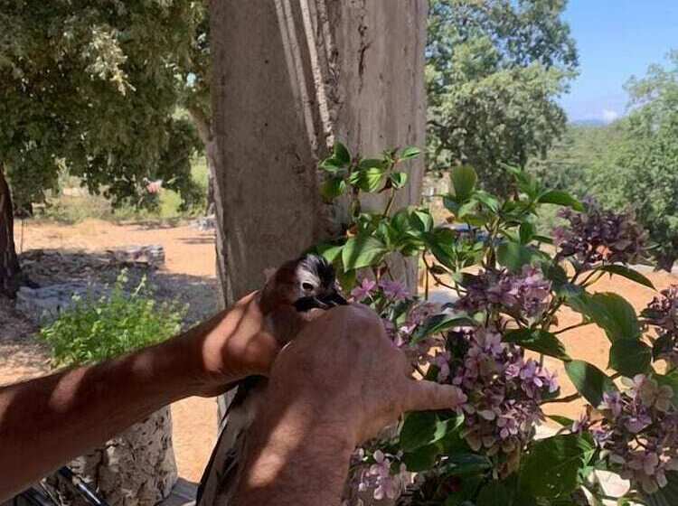 پانسیون Abou Hachem