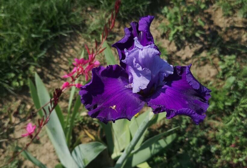 膳宿费 La Petite Plaine