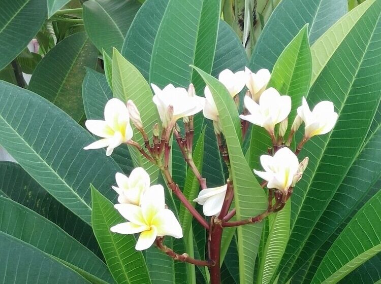 פנסיון Ocean Lodge