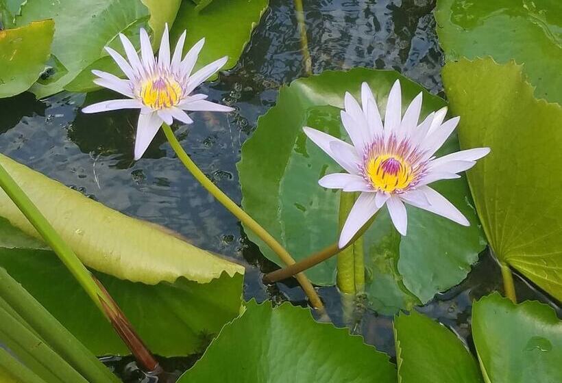 فندق Gingerbread Suites