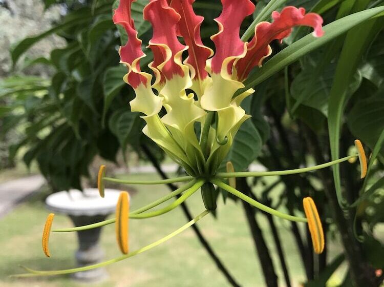 فندق Gingerbread Suites