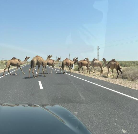 酒店 Tokyo Desert Camp