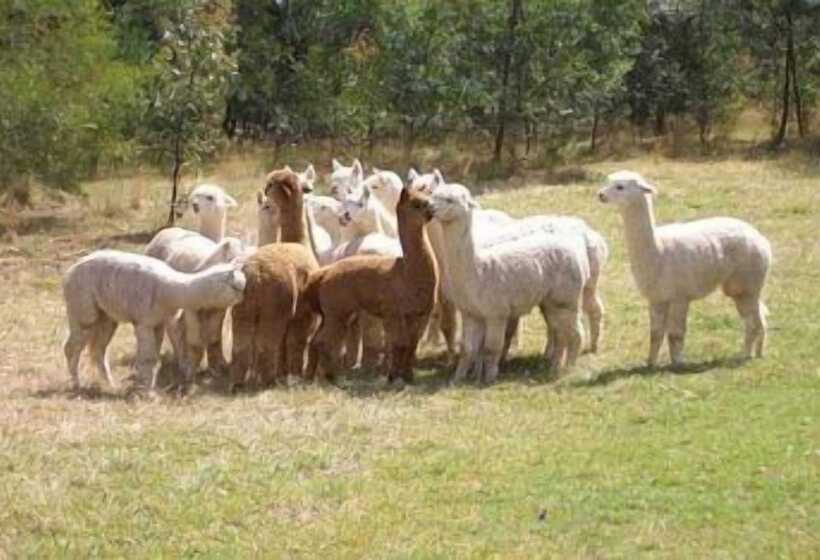 Madison's Mountain Retreat