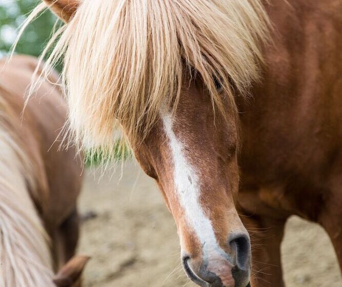 پانسیون Farmhotel Efstidalur